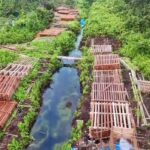 Terungkap! 300 Kubik Kayu Hantu di Inhu Diduga Hasil Perambahan HPT, Ekosistem Terancam!