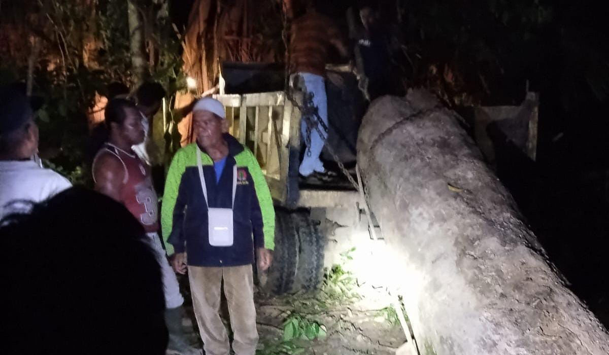 Dump Truk dan Kayu Diamankan, Dugaan Illegal Logging di Cagar Alam Tampo Diselidiki