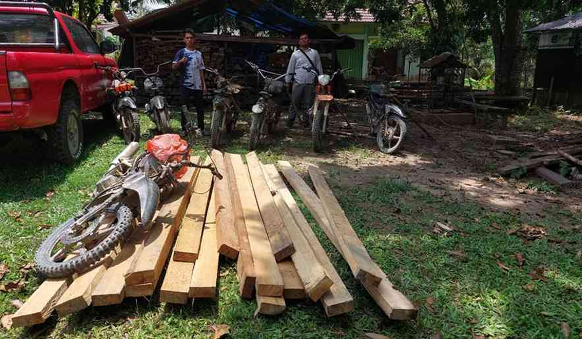 Tak Disangka! Operasi Kemenhut Bongkar Pembalakan Liar di Hutan TN Bukit Tiga Puluh