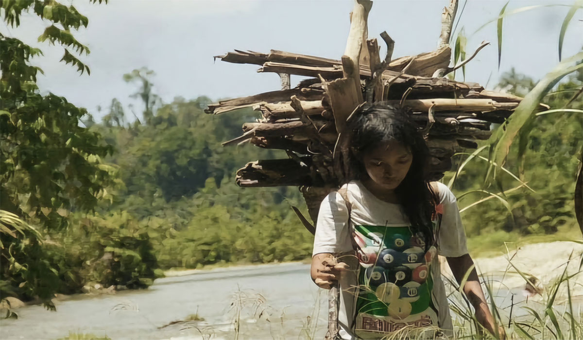 Terungkap! Penjarahan Hutan Halmahera, Mafia Kayu Diduga Ada Perlindungan dari Aparat