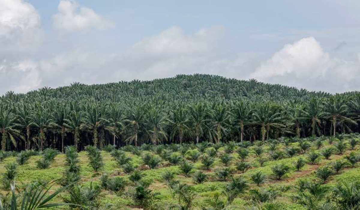 Wow! Penertiban Kebun Sawit dan Tambang Ilegal Sumbang Dana Triliunan Rupiah, Publik Terkejut