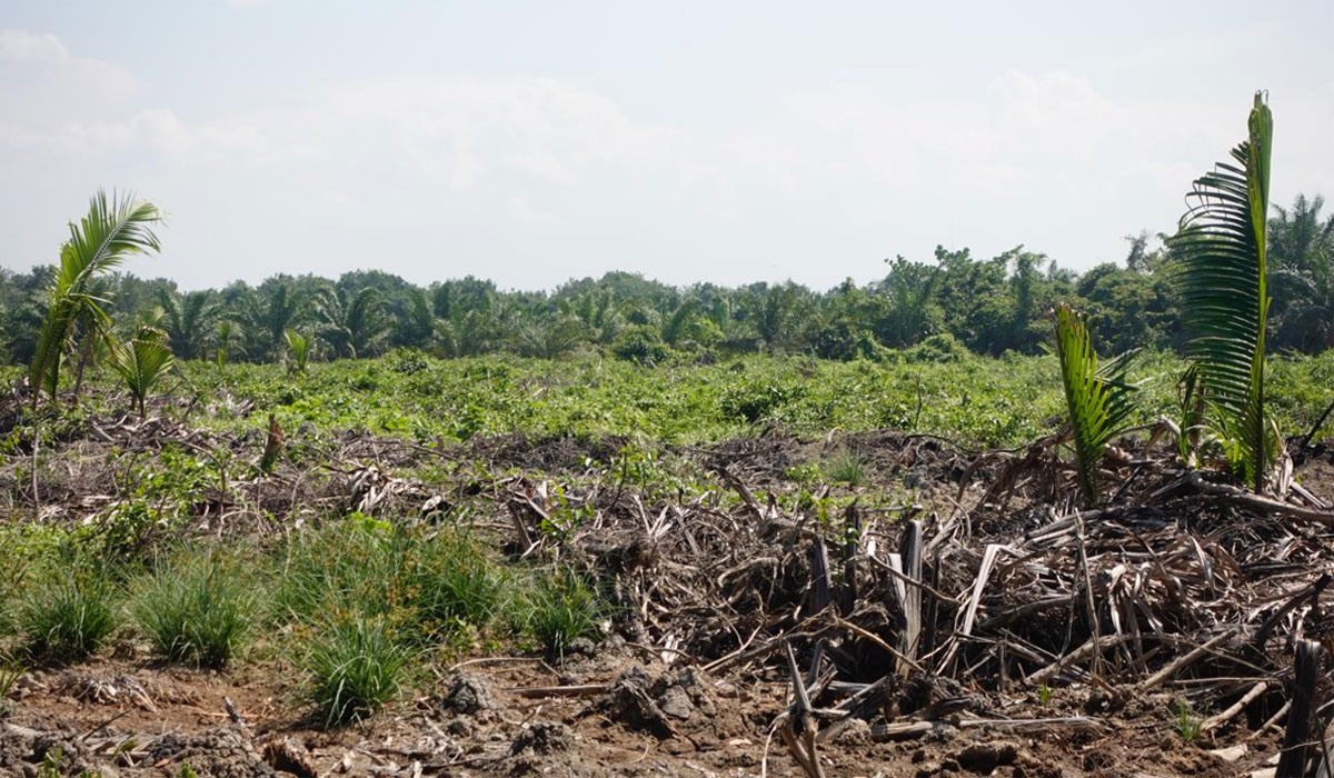 Geger! Dilema Kelompok Tani Mangrove Langkat, Terseret Isu Mafia Tanah?
